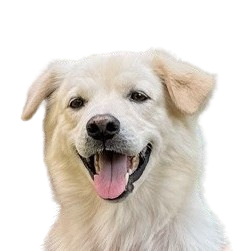 kimba.png-photo